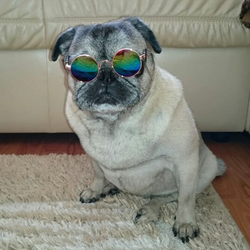 Modische Katzenbrille