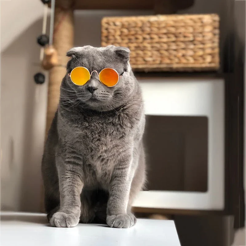 Modische Katzenbrille