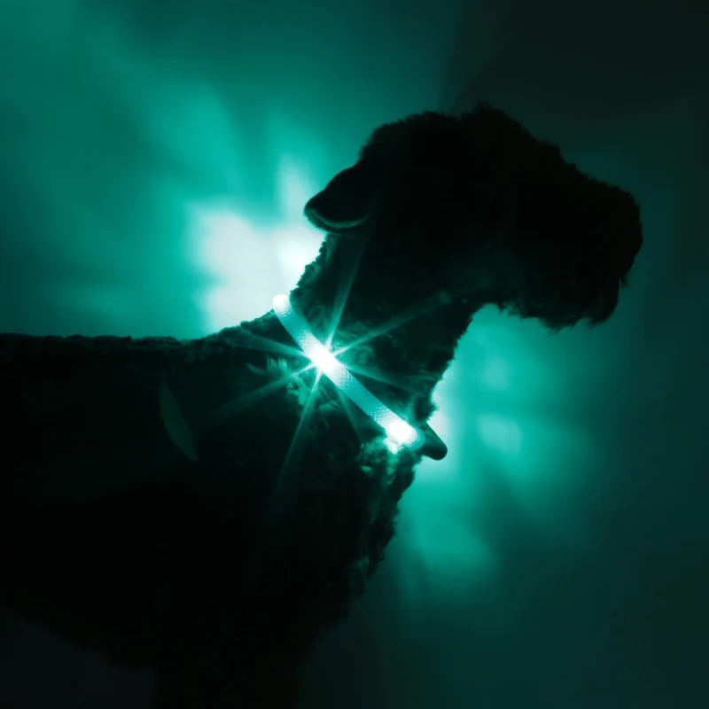 Hunde-Leuchthalsband Plus | Türkis