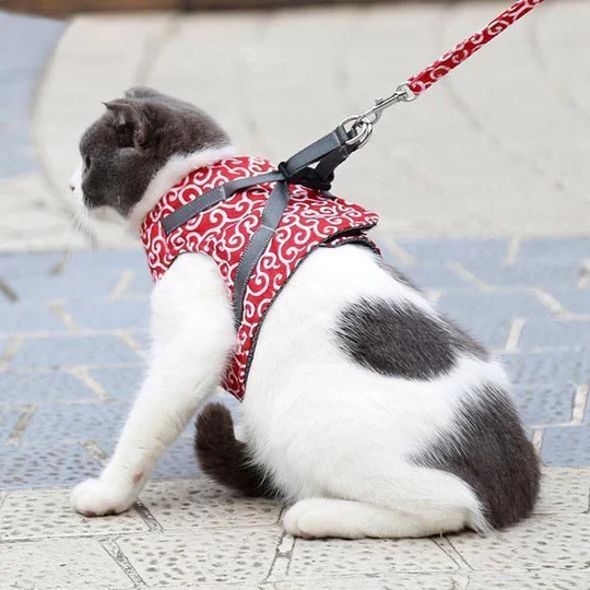 Atmungsaktives Katzengeschirr Mit Leine Für Outdoor-Spaziergänge