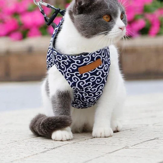 Atmungsaktives Katzengeschirr Mit Leine Für Outdoor-Spaziergänge