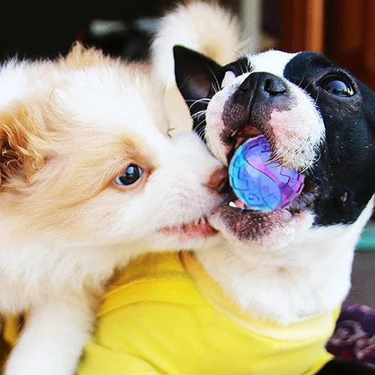 Langlebiger Kauspielball für Hunde