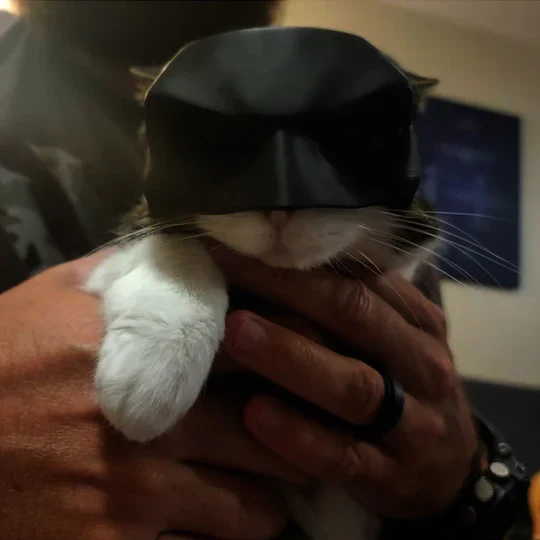 Heldenhafte Katzenmaske Für Einzigartige Auftritte