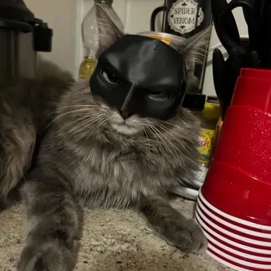 Heldenhafte Katzenmaske Für Einzigartige Auftritte