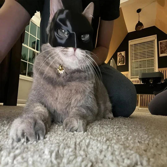 Heldenhafte Katzenmaske Für Einzigartige Auftritte