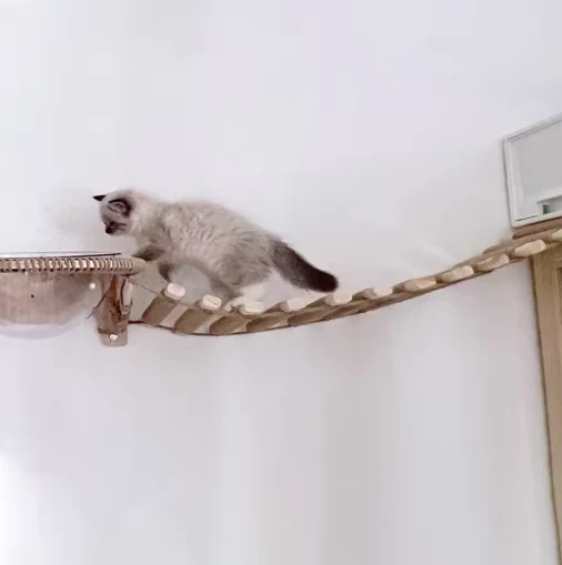 Kletterbrücke und Hängeleiter für Katzenwandmontage