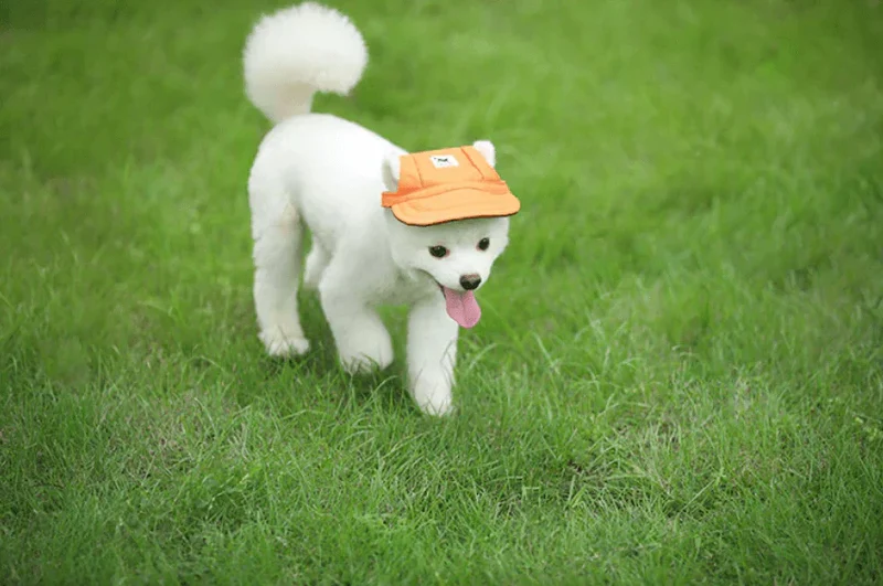 Modische runde Hunde-Kappe