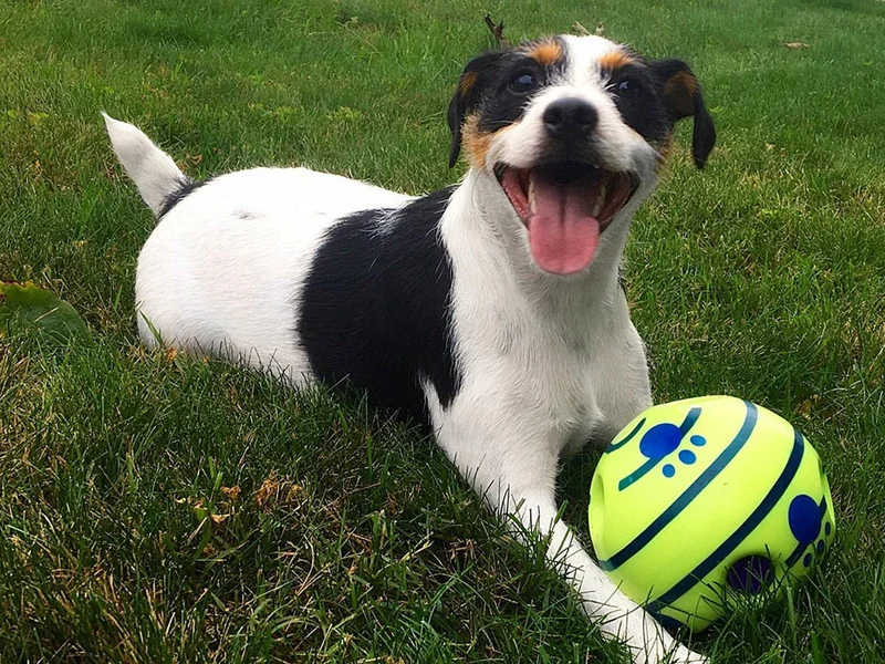 Kreativer Hundespielball mit interaktiven Funktionen