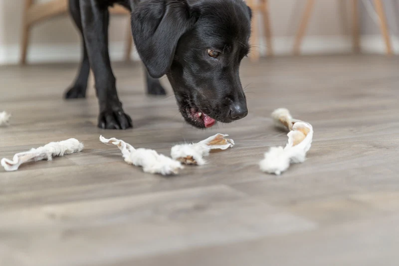 Kausnack Kaninchenohren mit Fell für Hunde