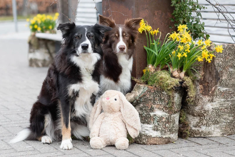 Hase Plüschtier für Hunde