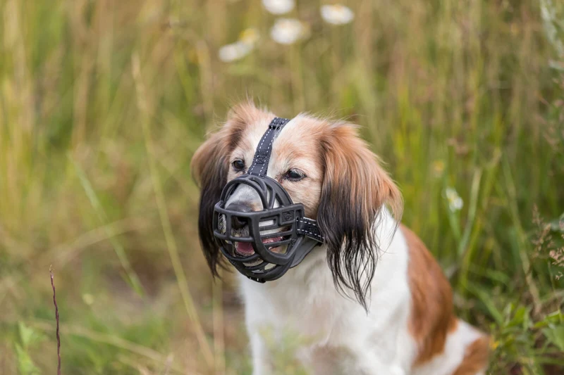 Maulkorb Muzzle Flex