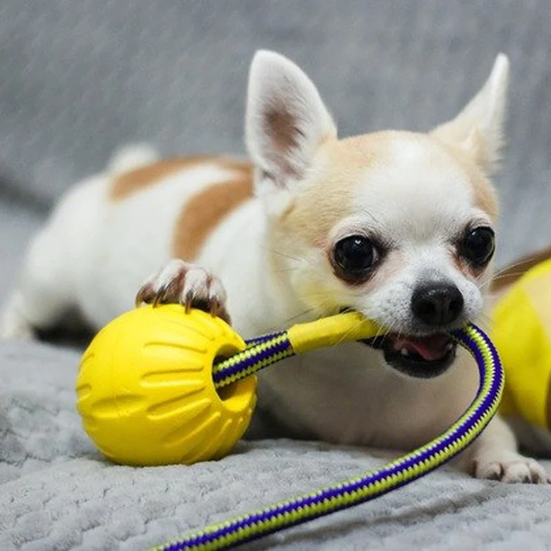 Dog Toy ToothBrush