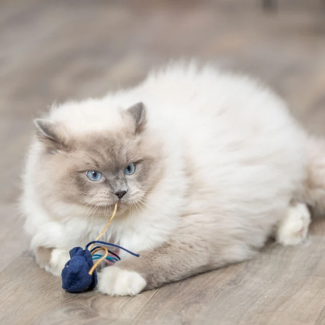 Trixie Katzenspielzeug Meerestiere