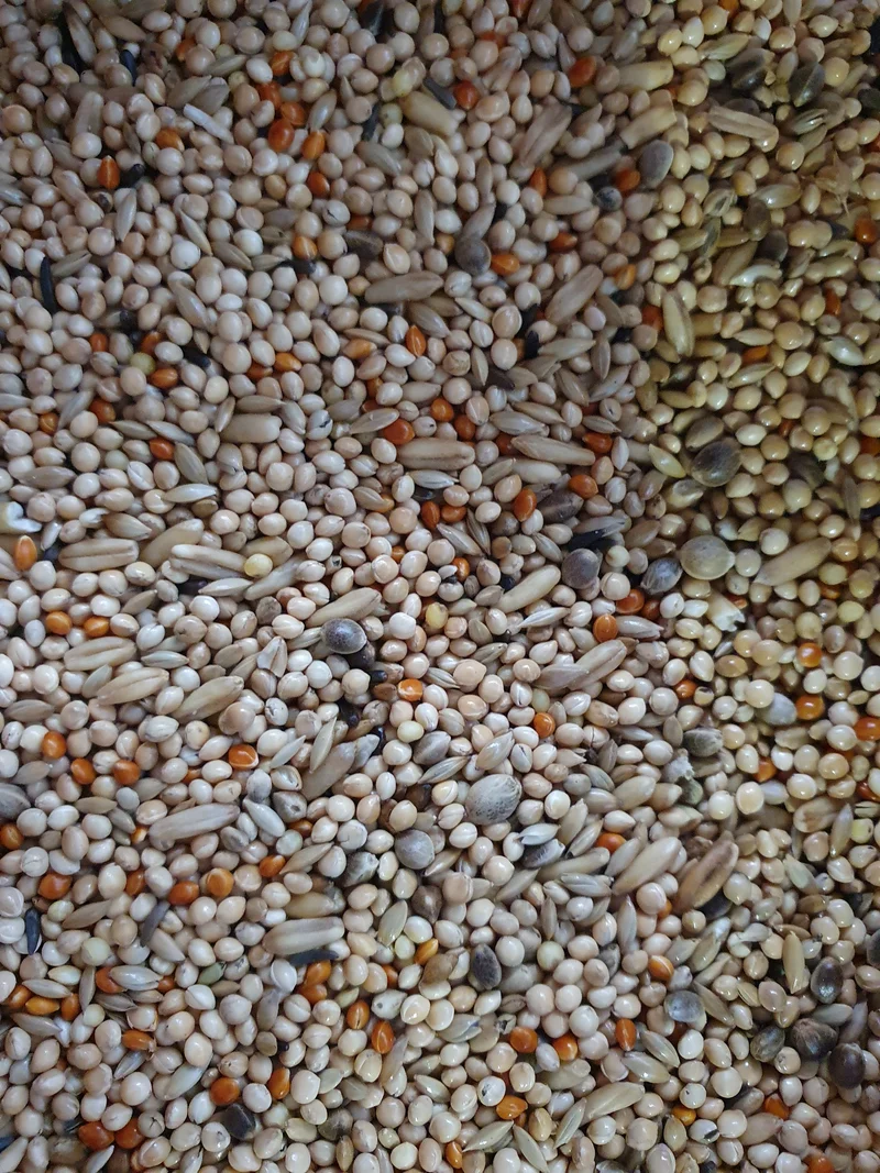 Königssittiche Qualitätsmischung 20kg - HobbyFirst