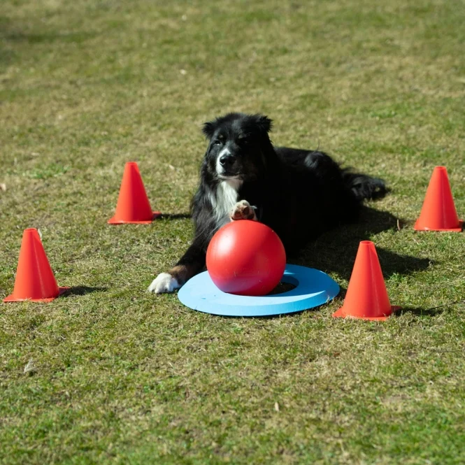 PROCYON Dog Golf Set