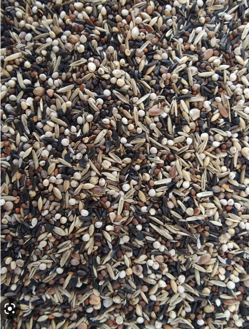 Schwarzkappenzeisig-Mix „Luxe“ 15 kg – King HobbyFirst