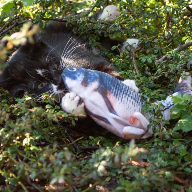 Robocat Forelle