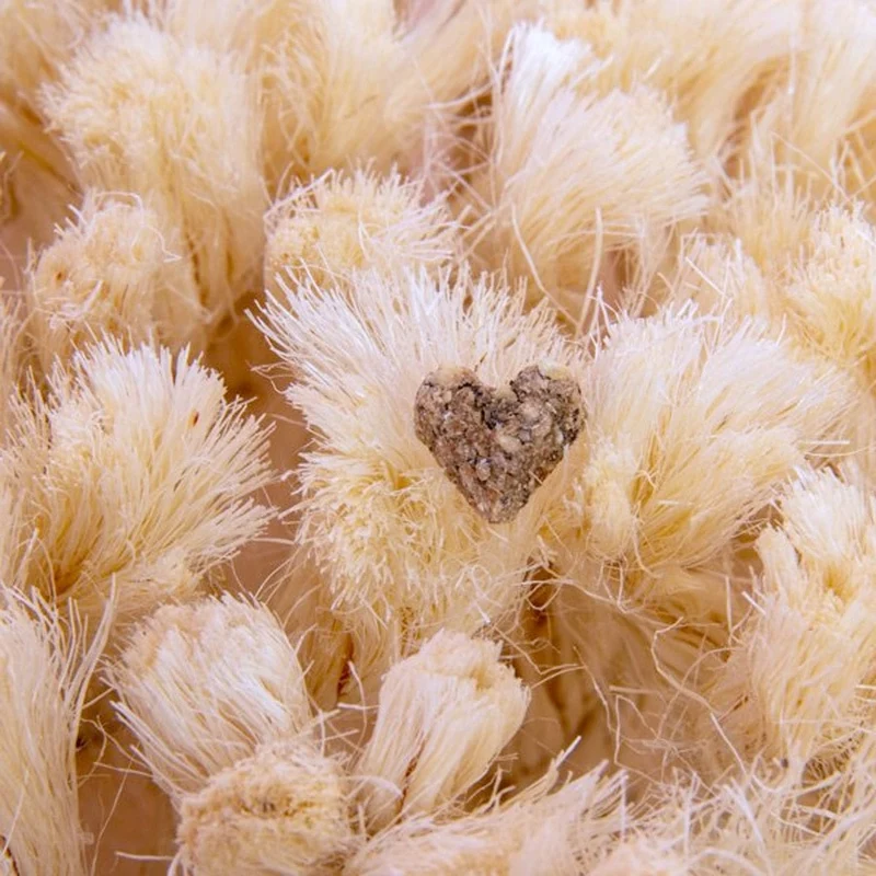 Bunny Nature Snuffleboard