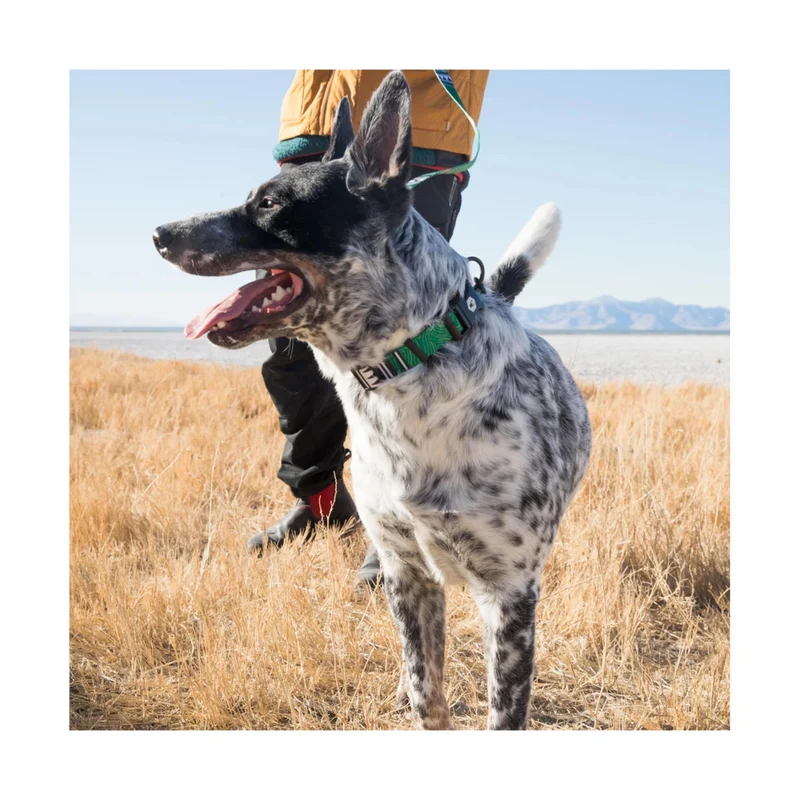 Hundehalsband | HighPlains