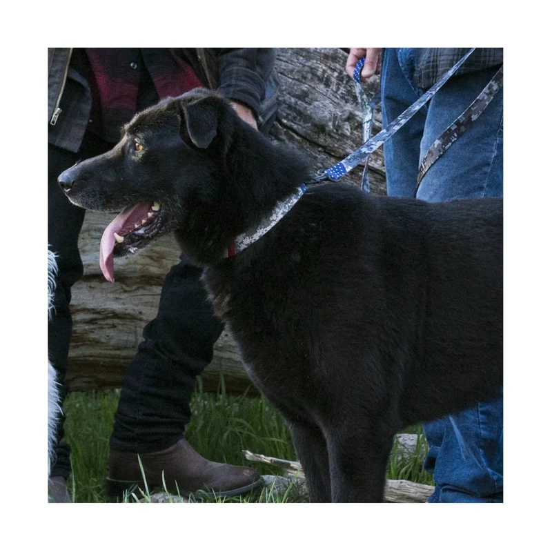 Hundehalsband | DigitalDog