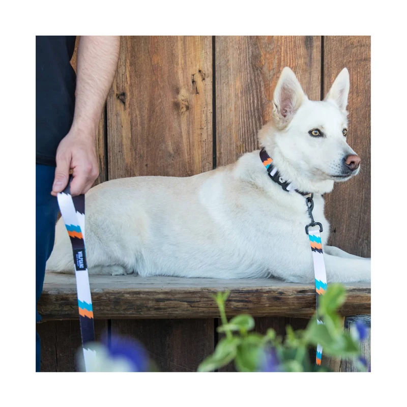 Hundehalsband | BigShock