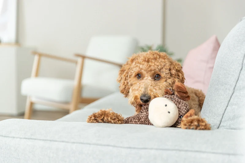 Hundespielzeug Elch aus Plüsch mit Quietscher