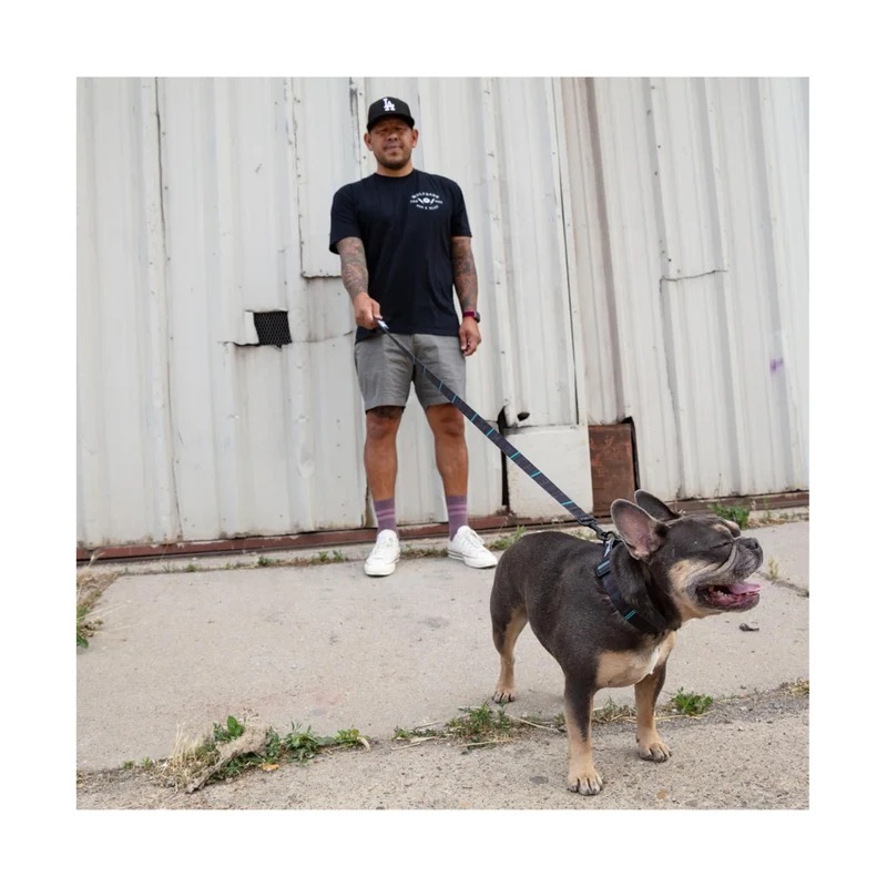 Hundehalsband | NightOwl