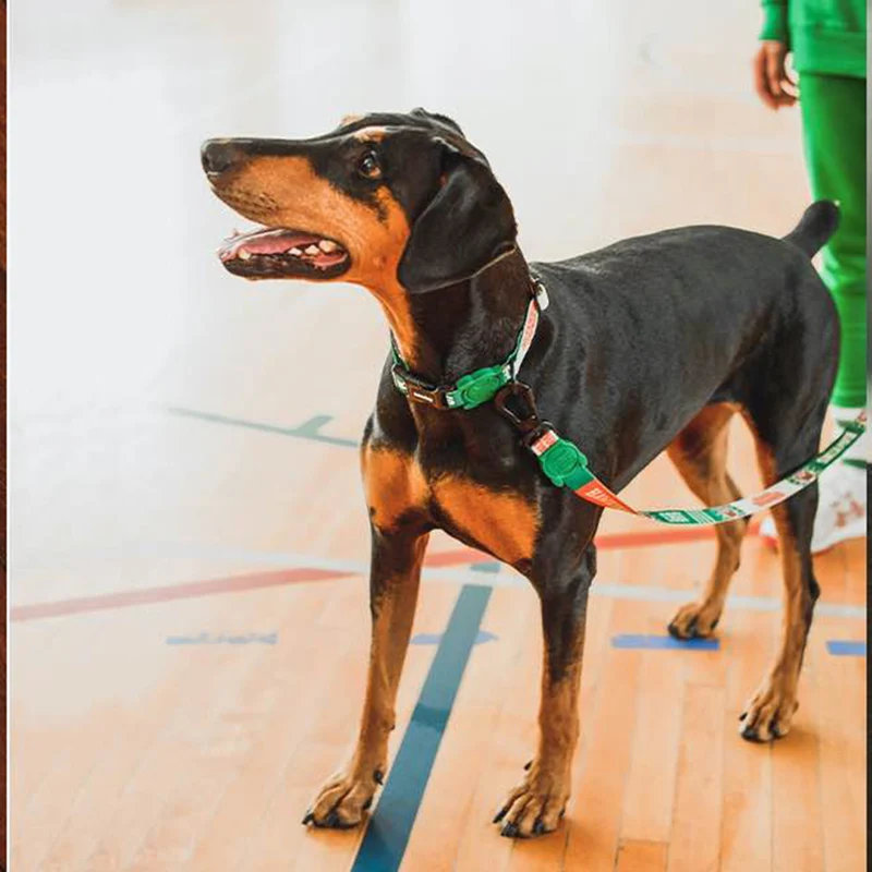 Hundehalsband, Hawkins "Stranger Things Collection"