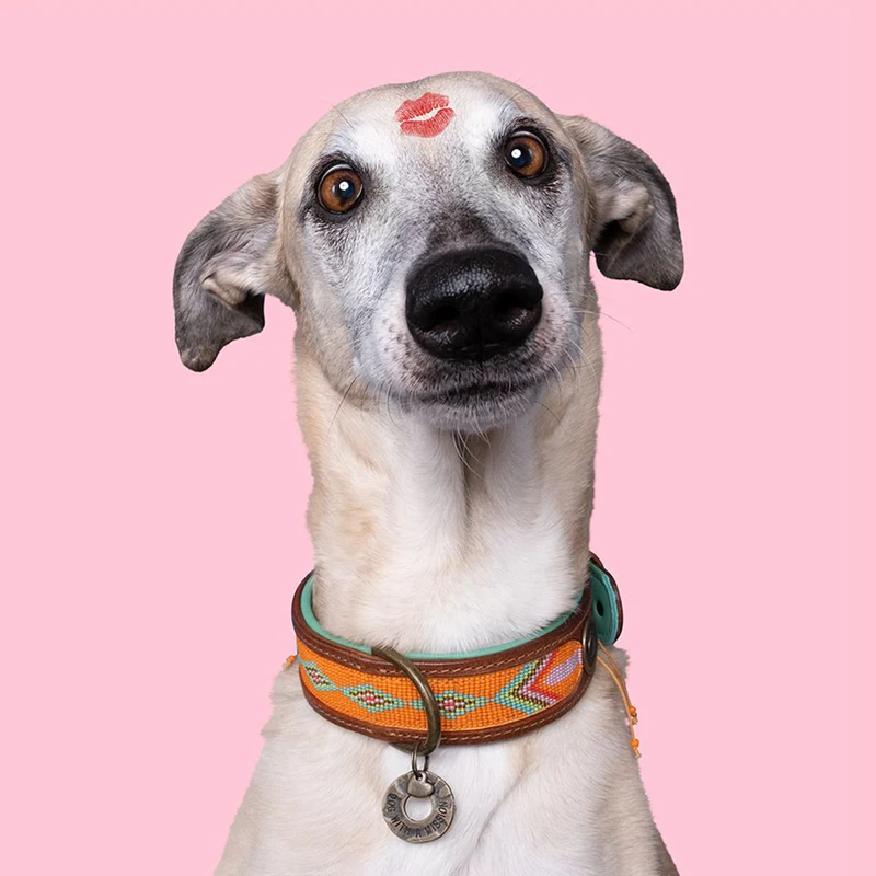 Hundehalsband | Tiger Lily