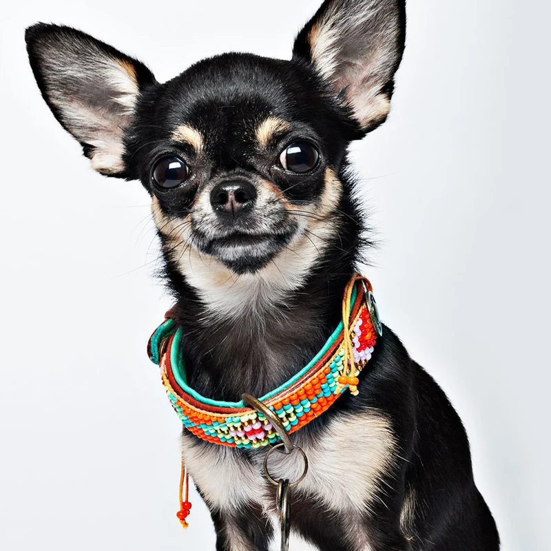 Hundehalsband | Tiger Lily