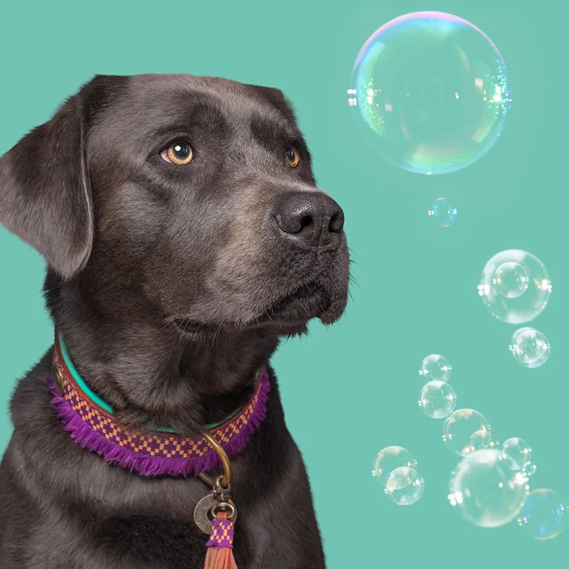 Hundehalsband | Hazel