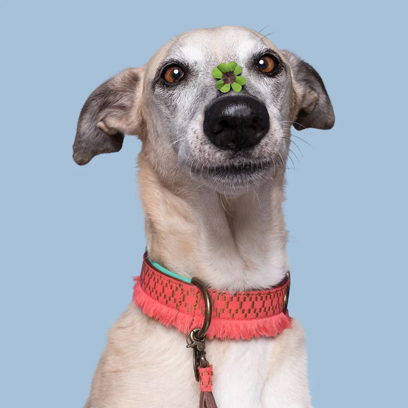 Hundehalsband | Holly