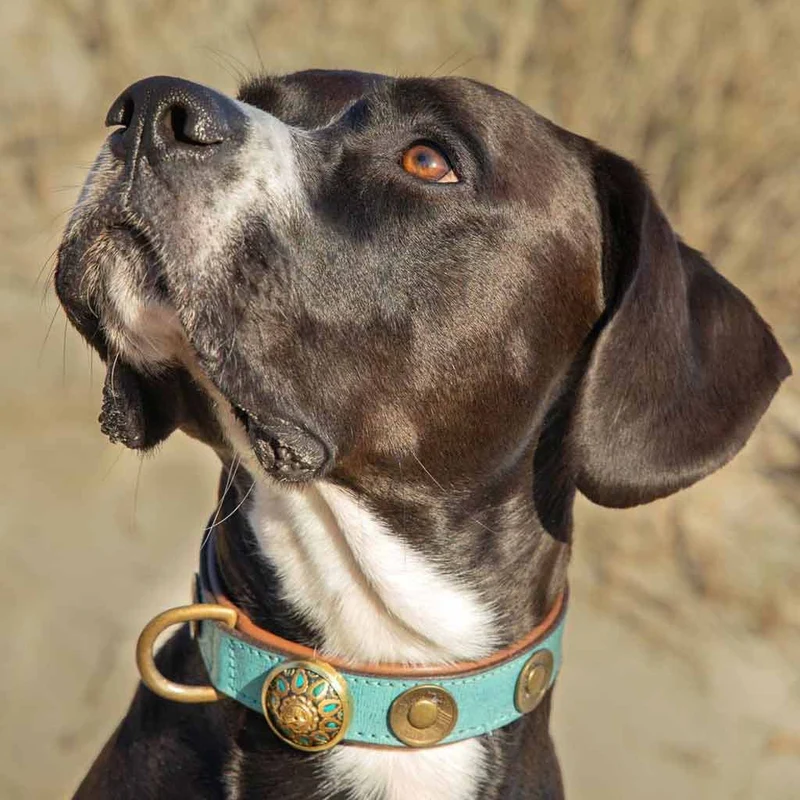 Hundehalsband | Rebel