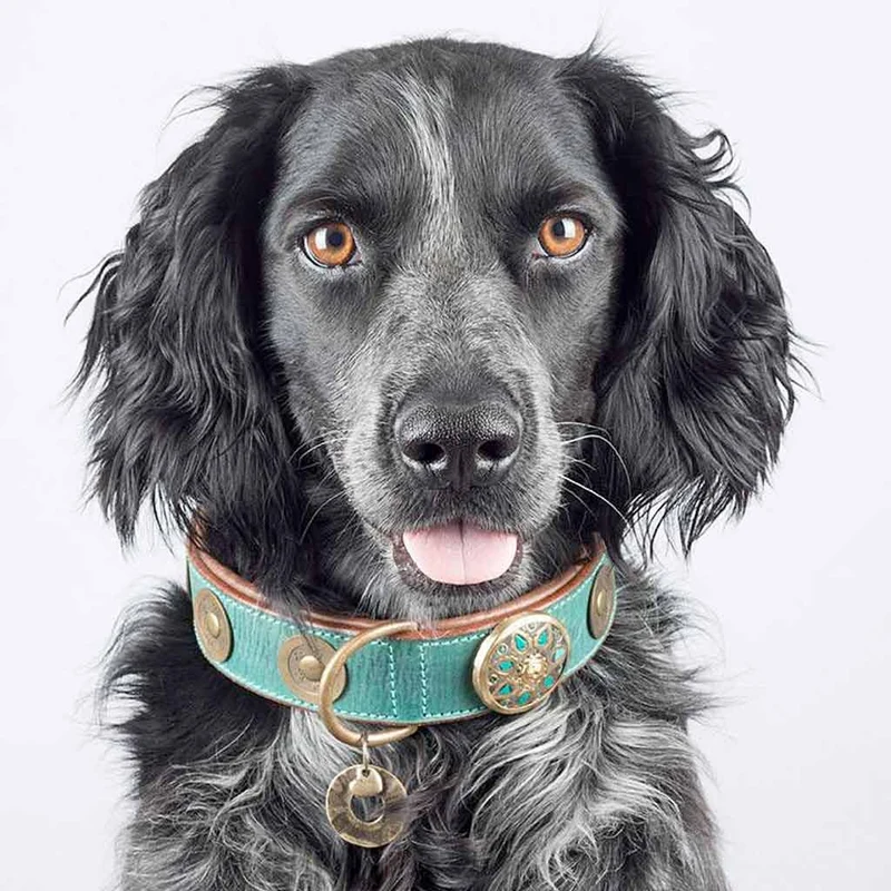 Hundehalsband | Rebel