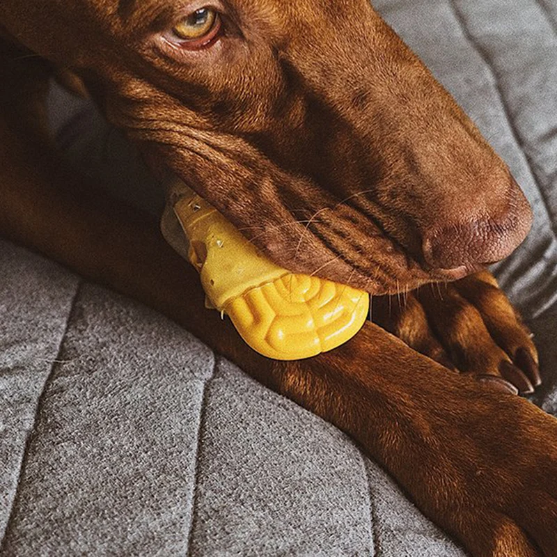 Hundespielzeug Brain Fried