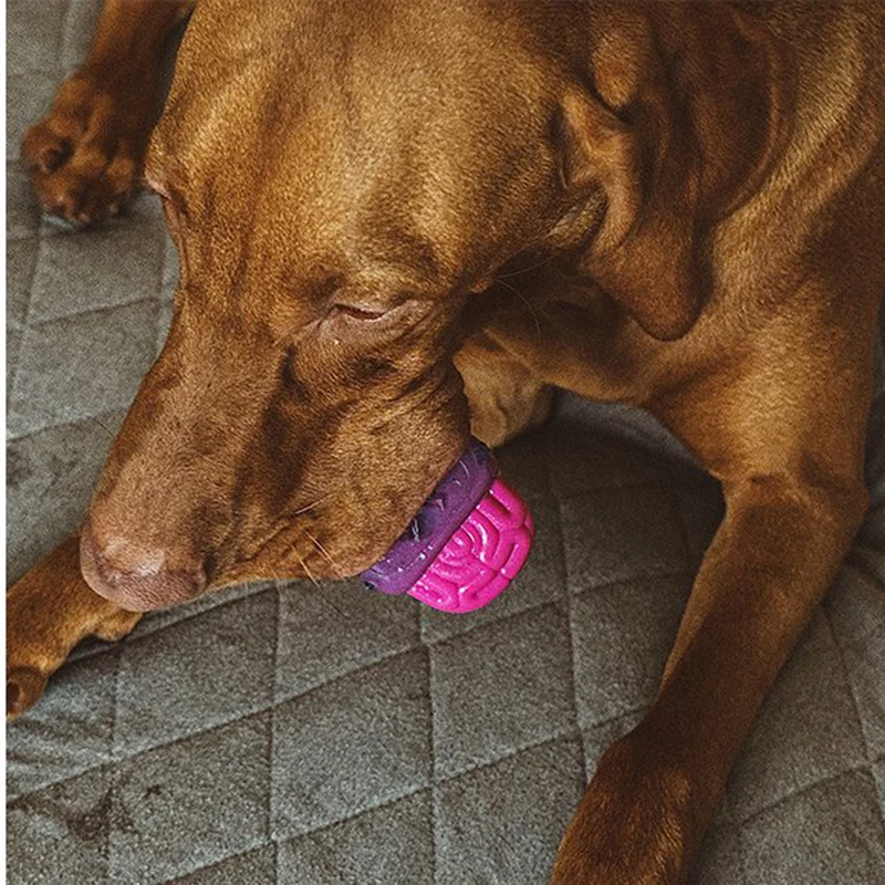 Hundespielzeug Brain Dead