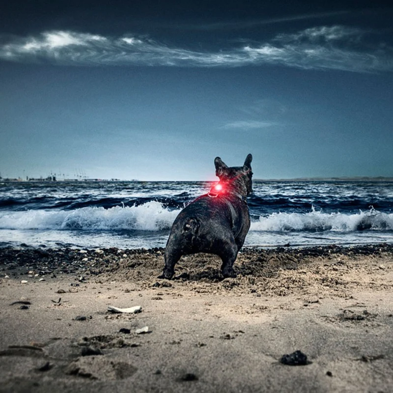 Dog Dual Safety Light