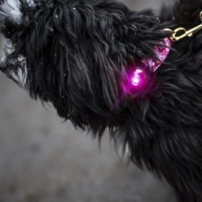 Dog Dual Safety Light