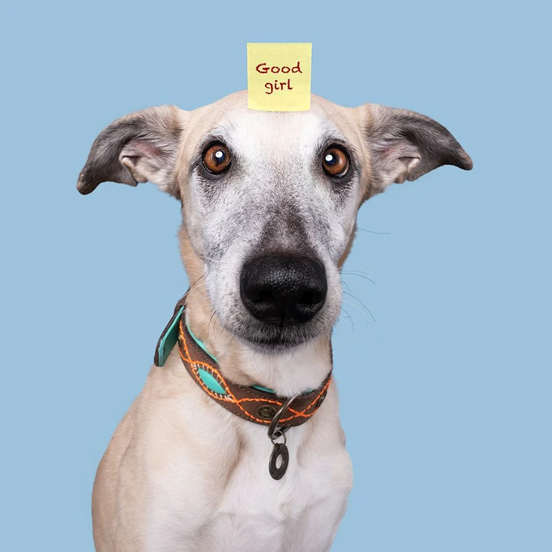 Hundehalsband | Joplin