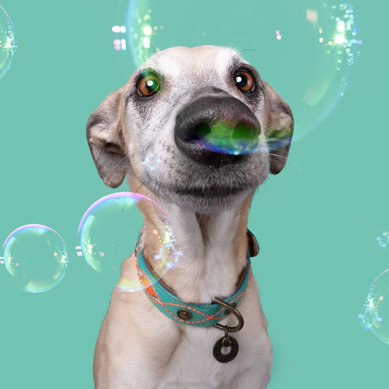 Hundehalsband | Janis