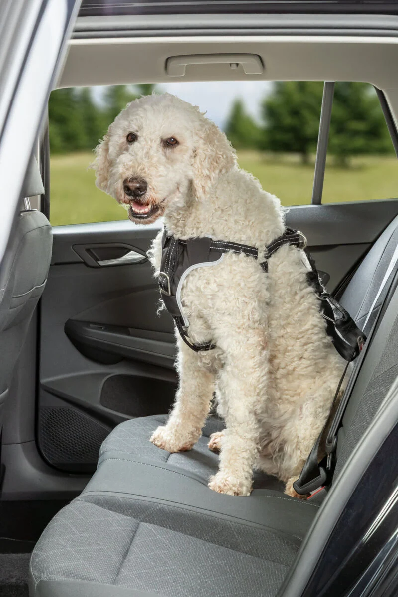 Hundeautogeschirr Comfort zur Sicherung auf Brusthöhe, mit Polsterung
