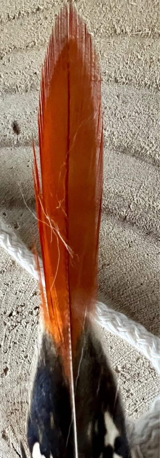 Special Edition – Sprössel Angel – Elegantes Spielvergnügen für deine Katze