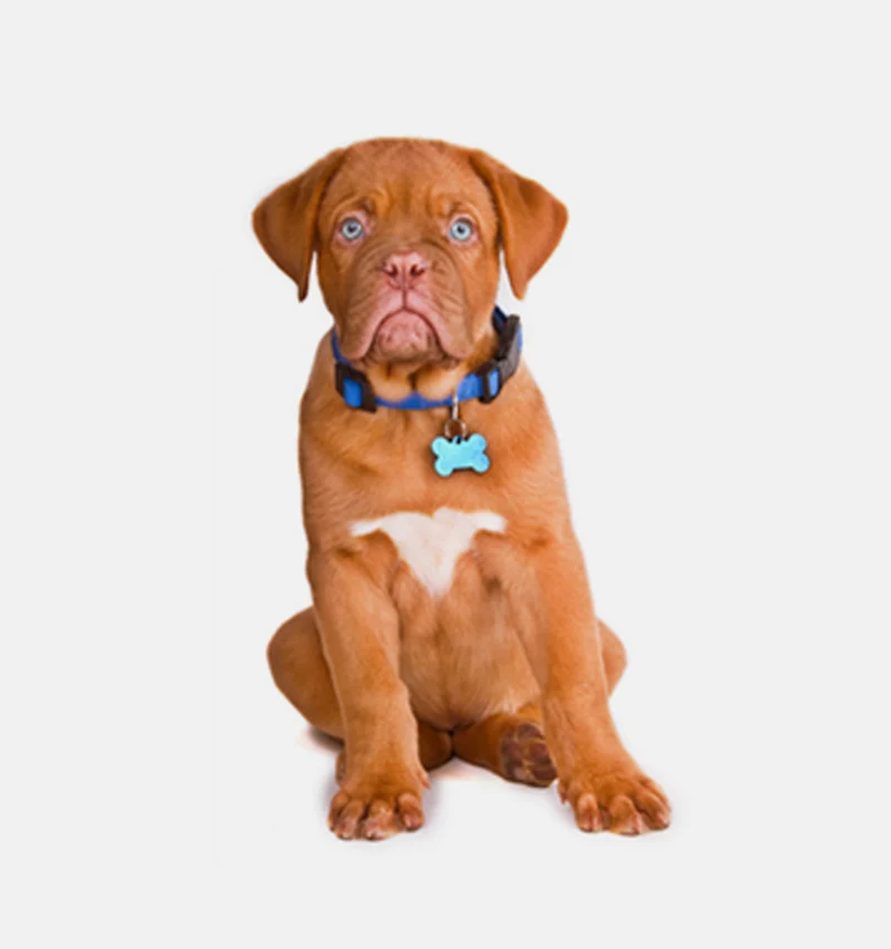 Blue bone collar
