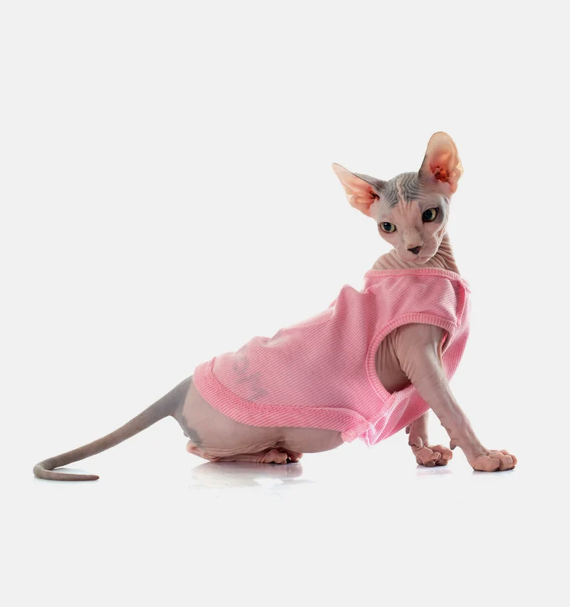 Pink shirt for cat