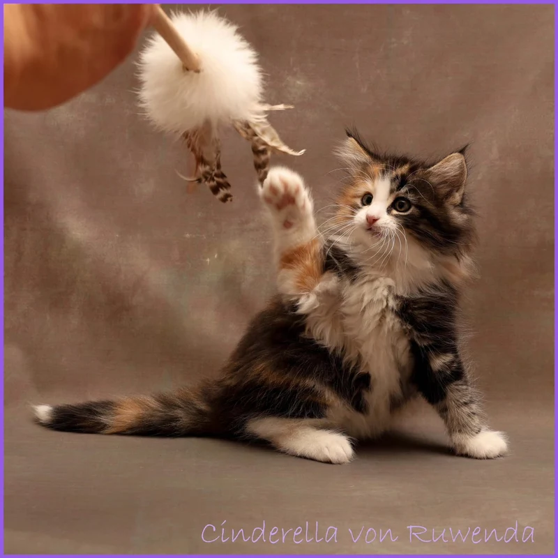 Stab Kitty Petit – Elegantes Spielvergnügen für anspruchsvolle Katzen
