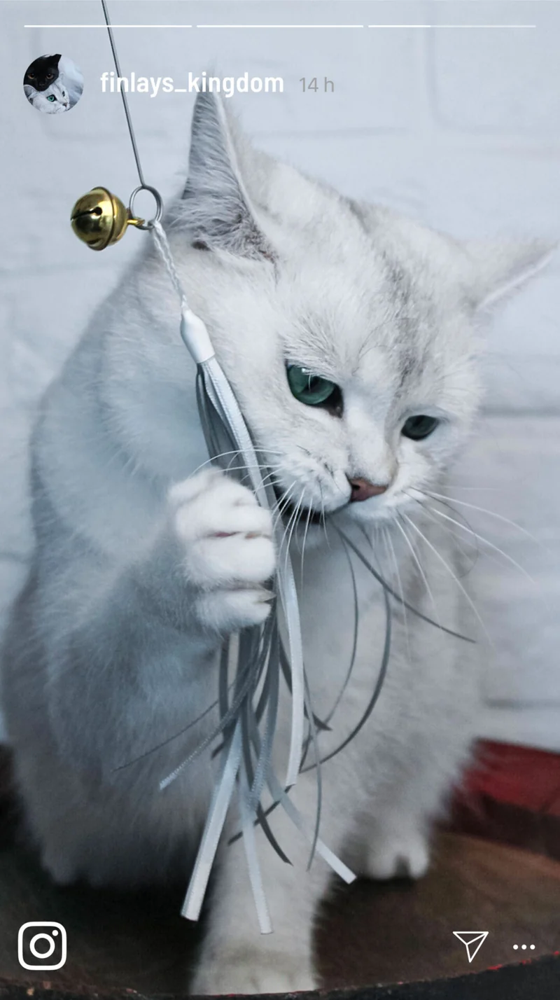 Katzenangel mit Bändern