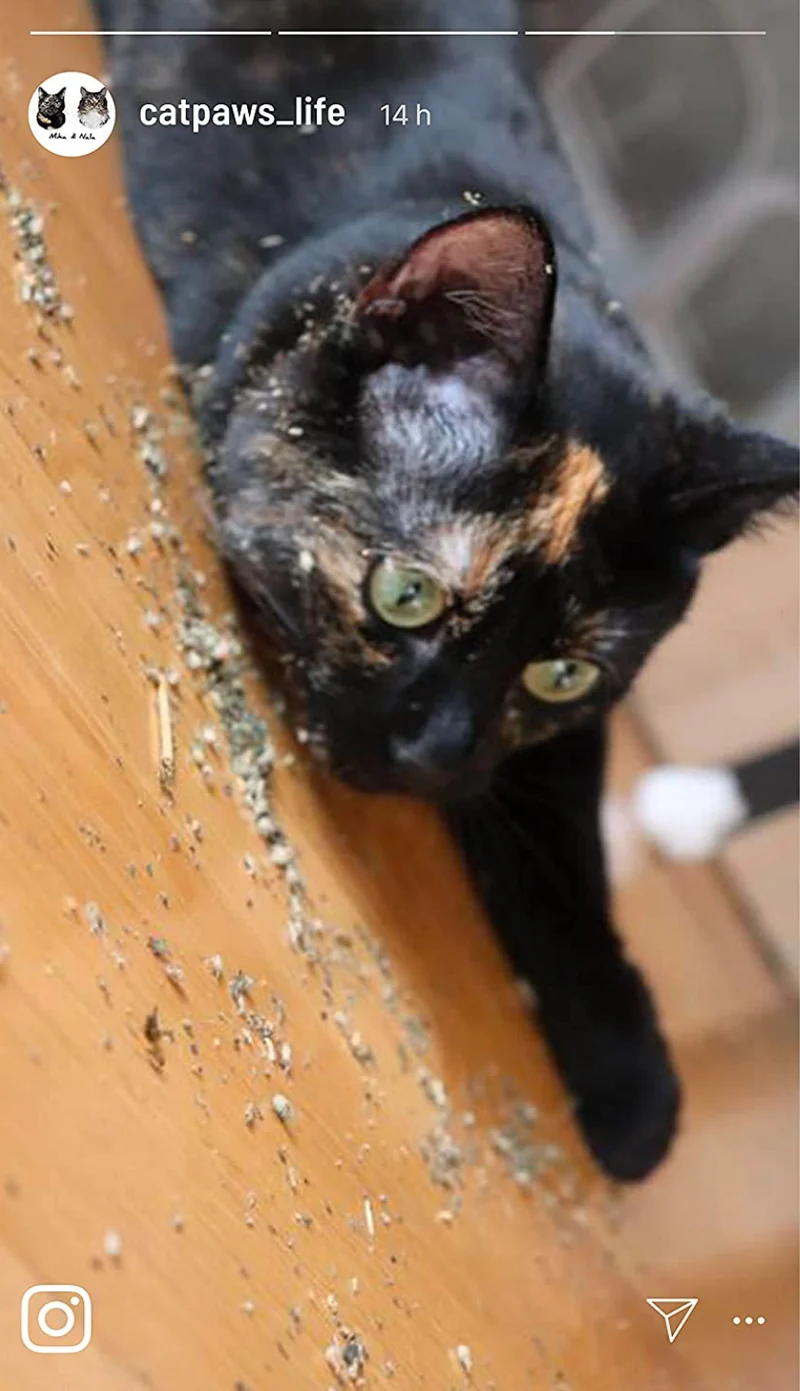 Katzen-Thymian - 30g