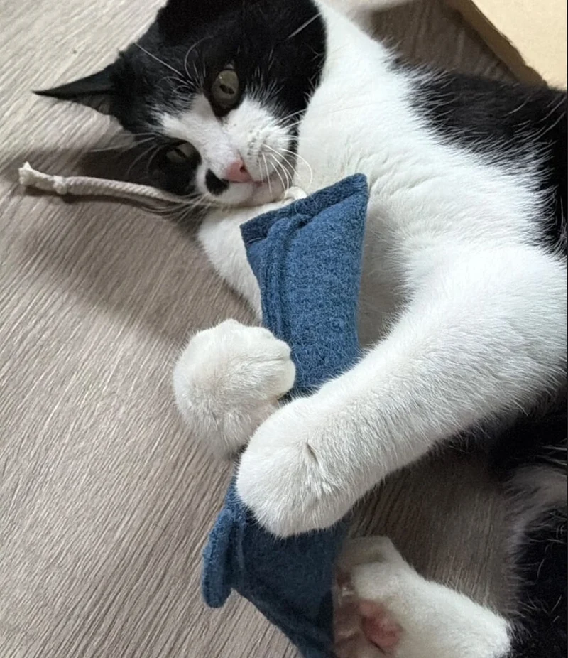 Mäuserich mit Katzen-Thymian