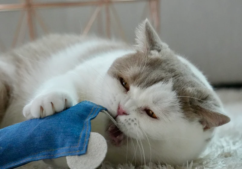 Maus-Jürgen mit BIO-Katzenminze