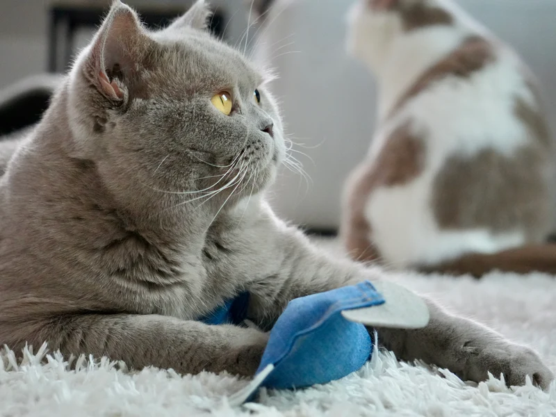 Maus-Jürgen mit BIO-Katzenminze